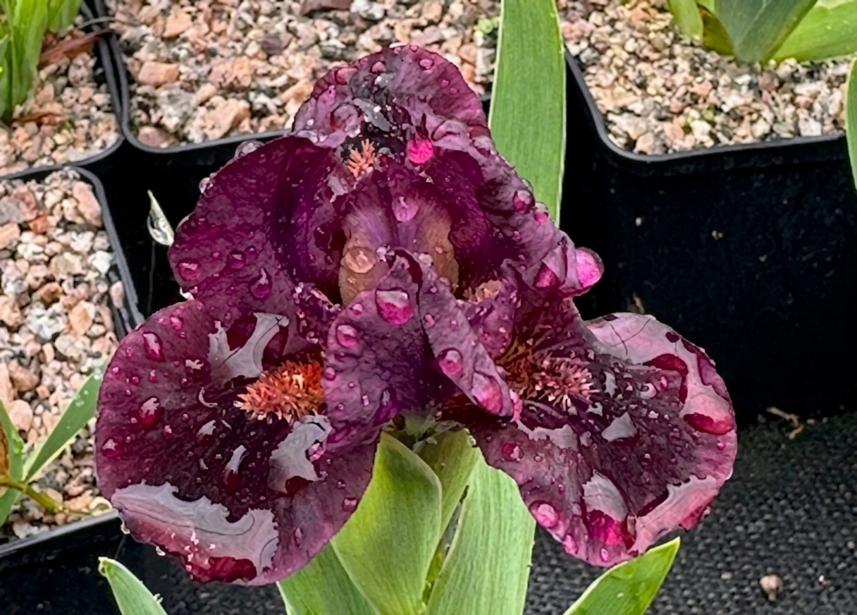 Iris 'Minidragon'